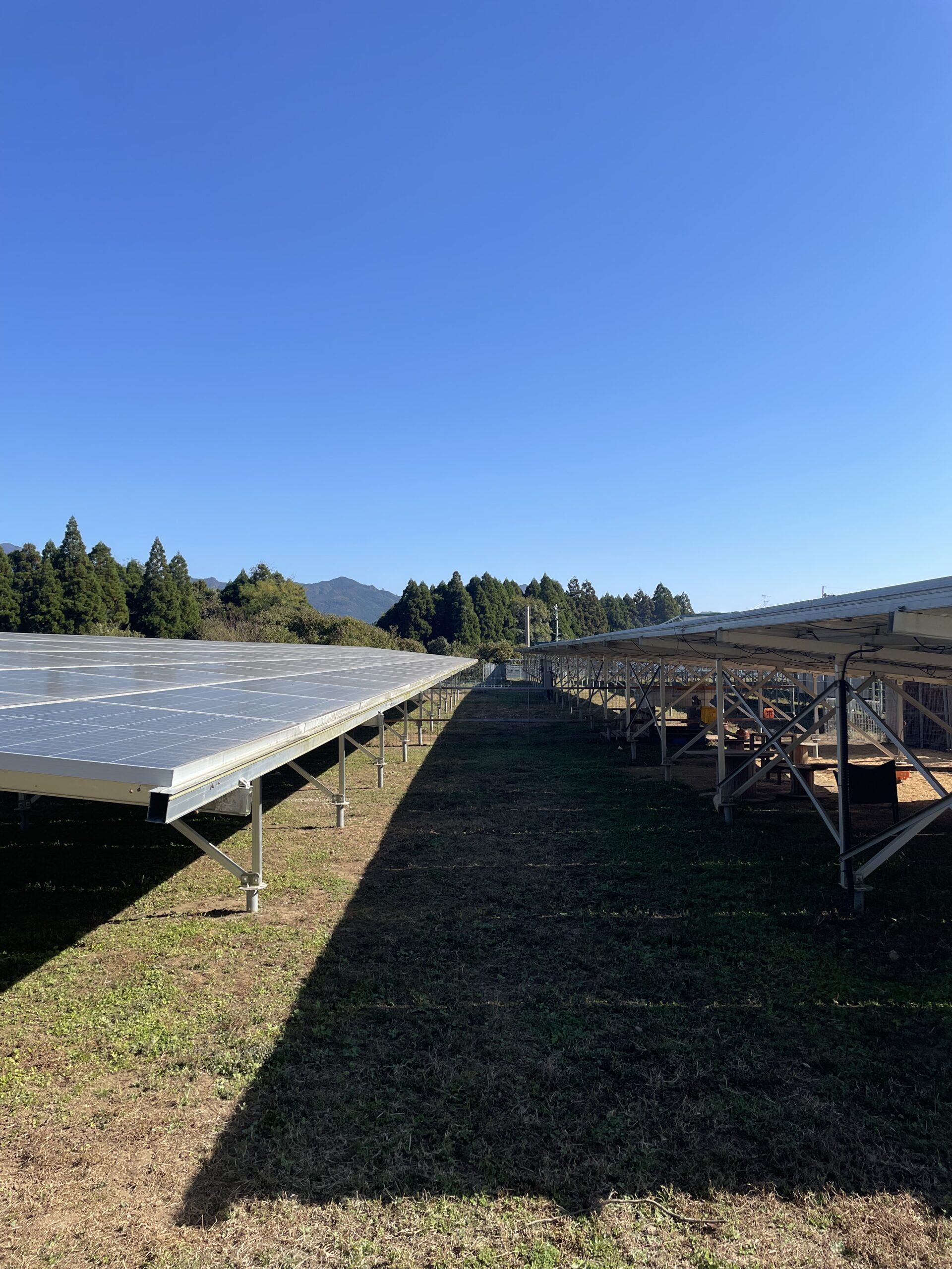 太陽光発電所の法面でのレンタルヤギ除草