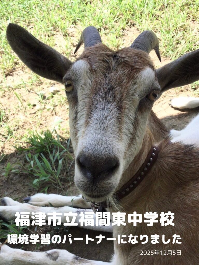 成ヤギ NO:007 とみこ