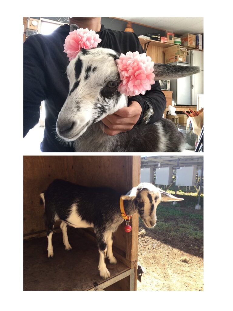 子ヤギ NO:005 しじみ