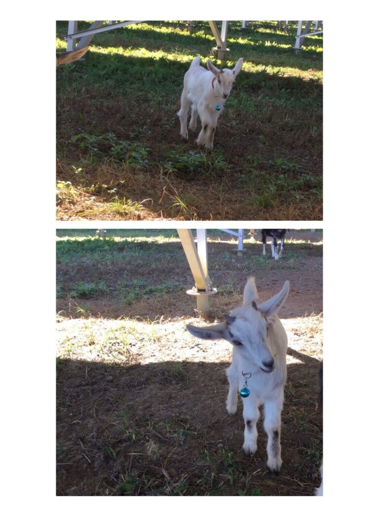 子ヤギ NO:004 しげあき