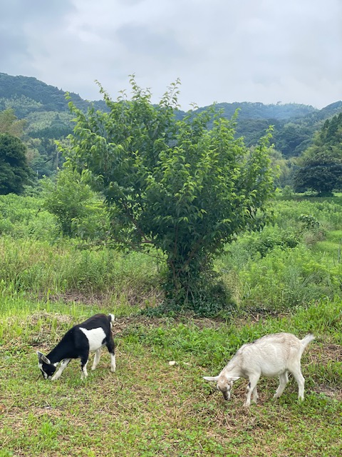 草地で草を食べる2匹のヤギ
