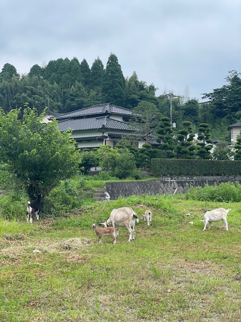 緑の草地で過ごすヤギたち